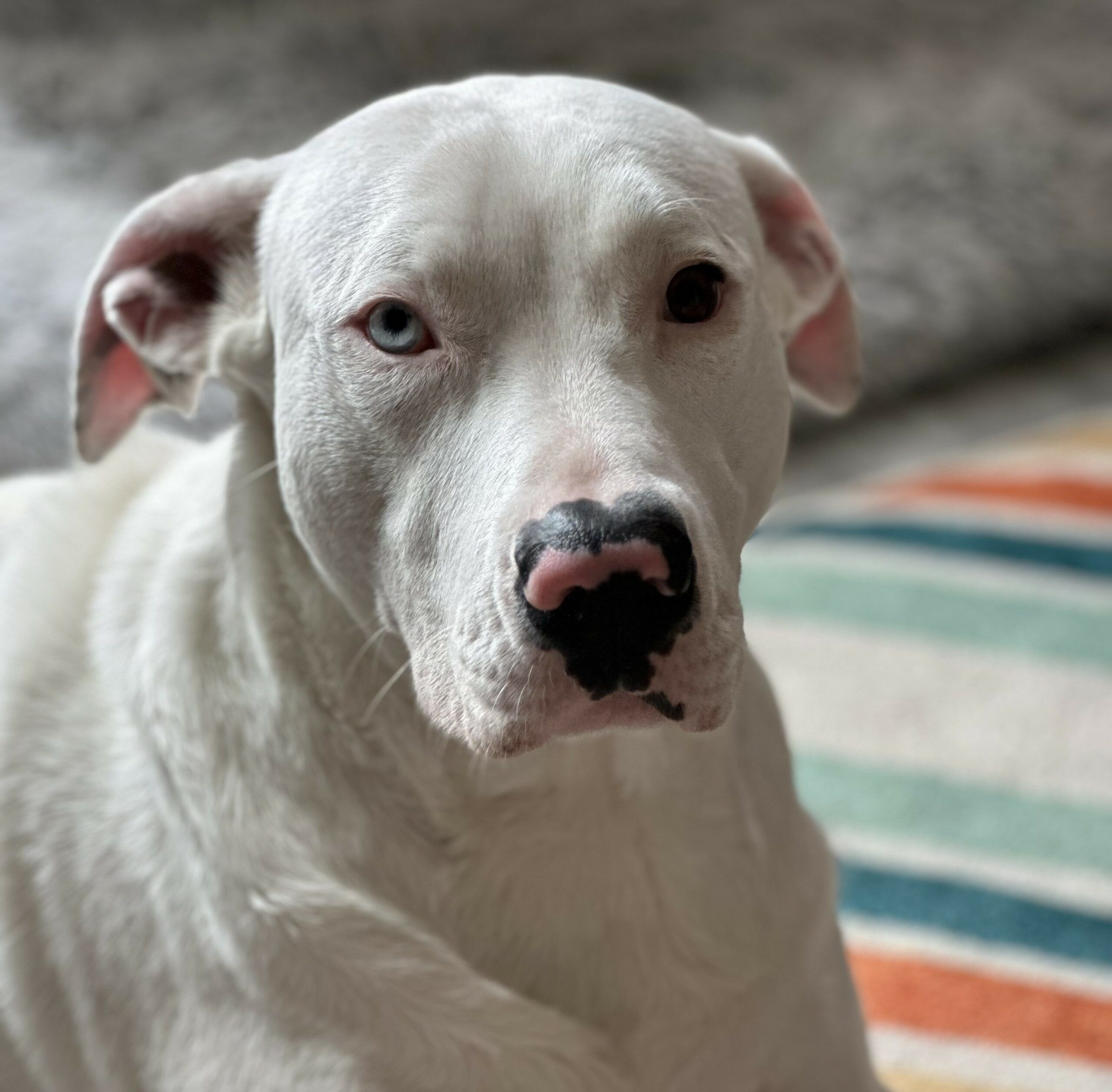 IMG_4820 Étude comportementale